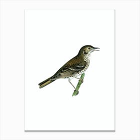 Vintage Redwing Song Thrush Bird Illustration on Pure White n.0147 Canvas Print
