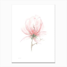 Magnolia Flower Canvas Print