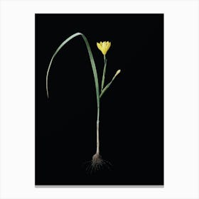 Vintage Cape Tulip Botanical Illustration on Solid Black n.0080 Canvas Print