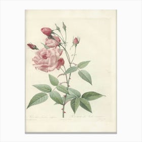 Rose Illustration, Pierre Joseph Redoute (29) Canvas Print