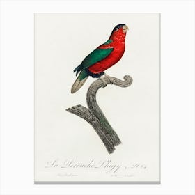The Phigy Parrot, Psittacus Phigy From Natural History Of Parrots, Francois Levaillant Canvas Print