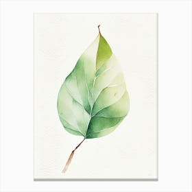 Pear Leaf Minimalist Watercolour 2 Canvas Print