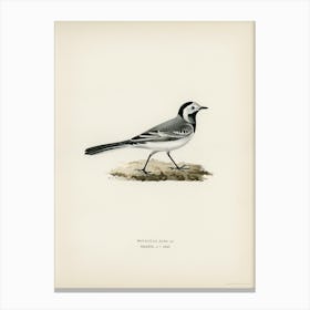 Pied Wagtai Male, The Von Wright Brothers Canvas Print