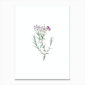 Vintage Shewy Phlox Flower Branch Botanical Illustration on Pure White n.0192 Canvas Print
