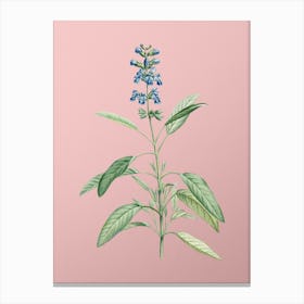 Vintage Sage Plant Botanical on Soft Pink n.0404 Canvas Print