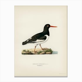 Eurasian Oystercatcher, The Von Wright Brothers Canvas Print