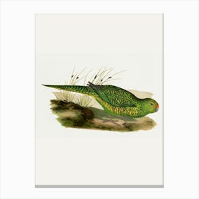 Parrot 1 Canvas Print