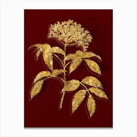 Vintage Elderberry Flowering Plant Botanical in Gold on Red n.0487 Canvas Print