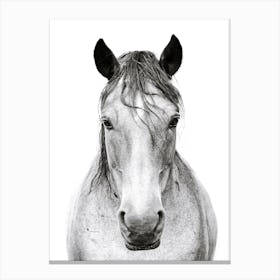 Black and White Horse's Head 1 Canvas Print