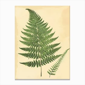 Vintage Illustration Pteris Fern 2 Canvas Print