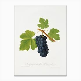 San Colombano Grapes (Vitis Vinifera Sancti Colombani) From Pomona Italiana (1817 1839), Giorgio Gallesio Canvas Print