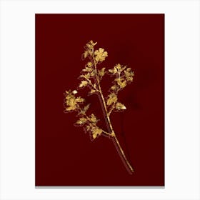 Vintage Cape African Queen Botanical in Gold on Red n.0115 Canvas Print