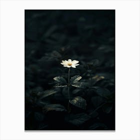 Single Flower In The Dark 115 Canvas Print