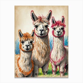 Three Alpacas 1 Canvas Print