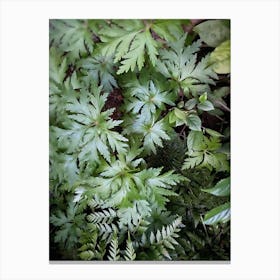 Ferns Canvas Print