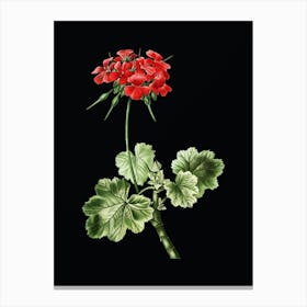 Vintage Scarlet Geranium Botanical Illustration on Solid Black n.0705 Canvas Print
