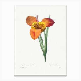 Mexican Shell, Pierre Joseph Redouté Canvas Print