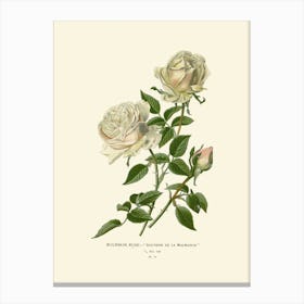 White Roses Canvas Print