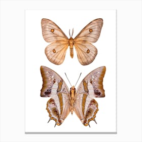 Two Cream Colored Butterflies Canvas Print
