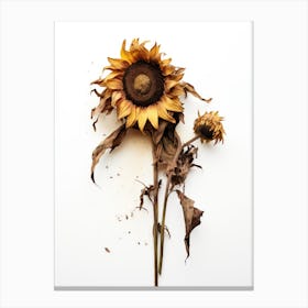 Dead Sunflower 1 Canvas Print