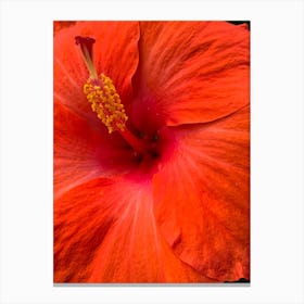 Hibiscus Flower Canvas Print