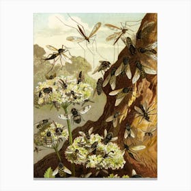 Vintage Painting Mosquitoes Canvas Print