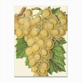 Grapes 3 Canvas Print