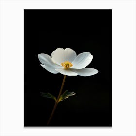 White Anemone Flower 7 Canvas Print