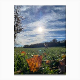 Autumn Leaves In A Field 3 Canvas Print