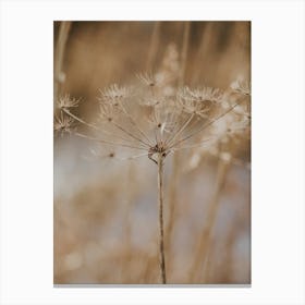 Flower in the Winter Canvas Print