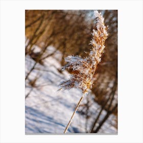 Frosty Reed Canvas Print