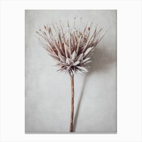 Soft Pink Dried Protea Canvas Print