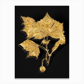 Vintage American Sycamore Botanical in Gold on Black n.0348 Canvas Print