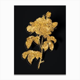 Vintage Vintage Duchess of Orleans Rose Botanical in Gold on Black Canvas Print