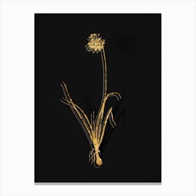 Vintage Nodding Onion Botanical in Gold on Black Canvas Print