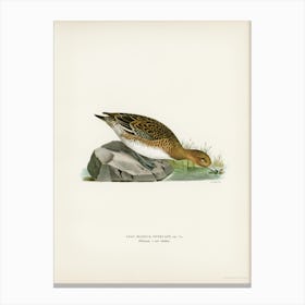 Eurasian Wigeon Female, The Von Wright Brothers Canvas Print