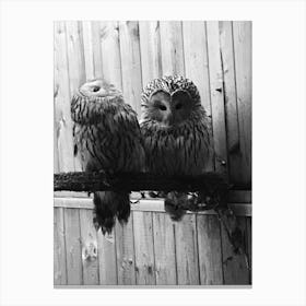 Two Owls Canvas Print