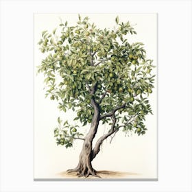 Vinage Apple Tree Drawing Canvas Print