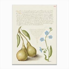 Pear And Creeping Forget Me Not From Mira Calligraphiae Monumenta, Joris Hoefnagel Canvas Print