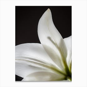 Art White Lily Flower Canvas Print