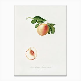 Peach (Persica Julodermis) From Pomona Italiana (1817 - 1839), Giorgio Gallesio 1 Canvas Print