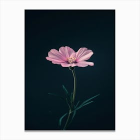 Pink Cosmos Flower Canvas Print