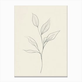 Drawing Of A Leaf 3 Canvas Print