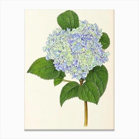 Hydrangea Vintage Botanical Flower Canvas Print