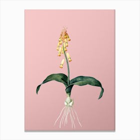 Vintage Watsonia Botanical on Soft Pink n.0231 Canvas Print