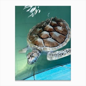 Sea Turtle Canvas Print