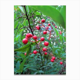 Red Berries 2 Canvas Print