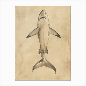 Bamboo Shark Vintage Illustration 5 Canvas Print