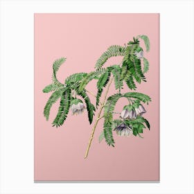 Vintage Spaendoncea Tamarandifolia Botanical on Soft Pink Canvas Print