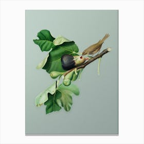 Vintage Fig Branch with Bird Botanical Art on Mint Green n.0651 Canvas Print